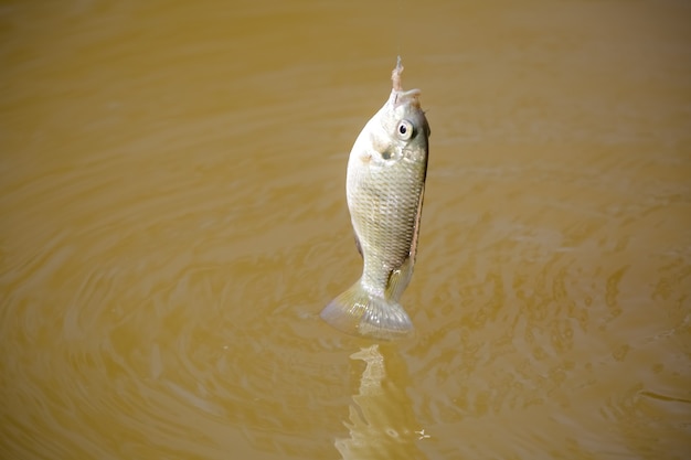 Tilapia is de algemene naam die wordt gegeven aan verschillende soorten zoetwatercichlidenvissen