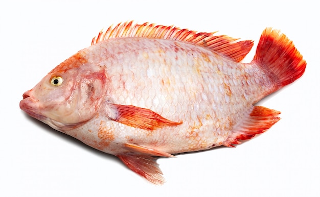 Tilapia vis, tilapia, zoetwatervissen, witte achtergrond