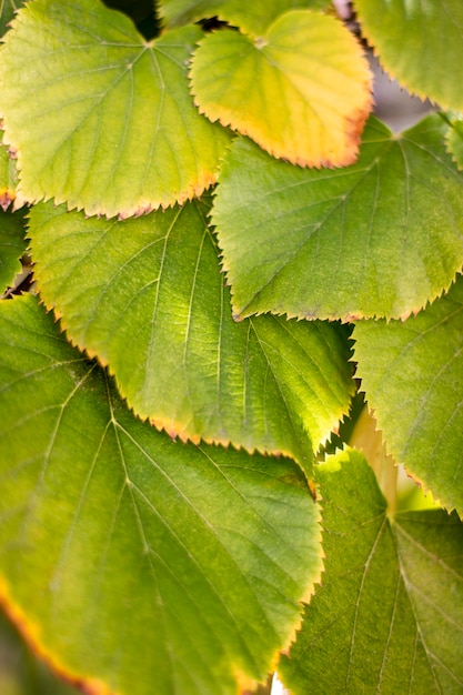 Tilia americana leaves