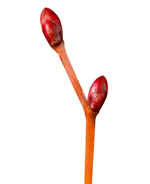 Foto tilia cordata o piccola foglia è un rimedio a base di erbe tradizionale fatto in un tè a base di erbe chiamato tisane