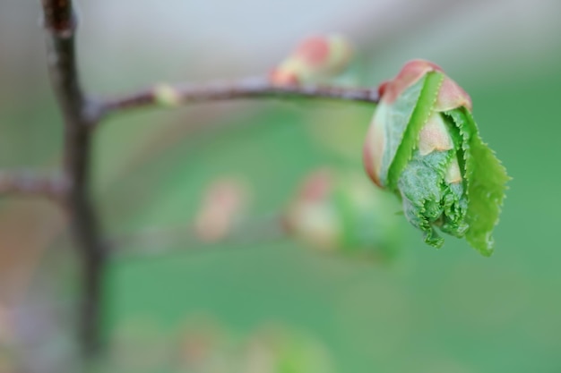 Tilia cordata smallleaved lime occasionally littleleaf linden or smallleaved linden first