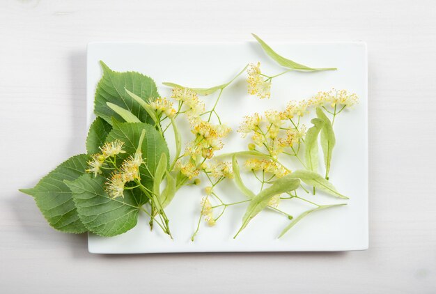 ハーブティー用の大葉シナノキの花として知られるシナノキ。
