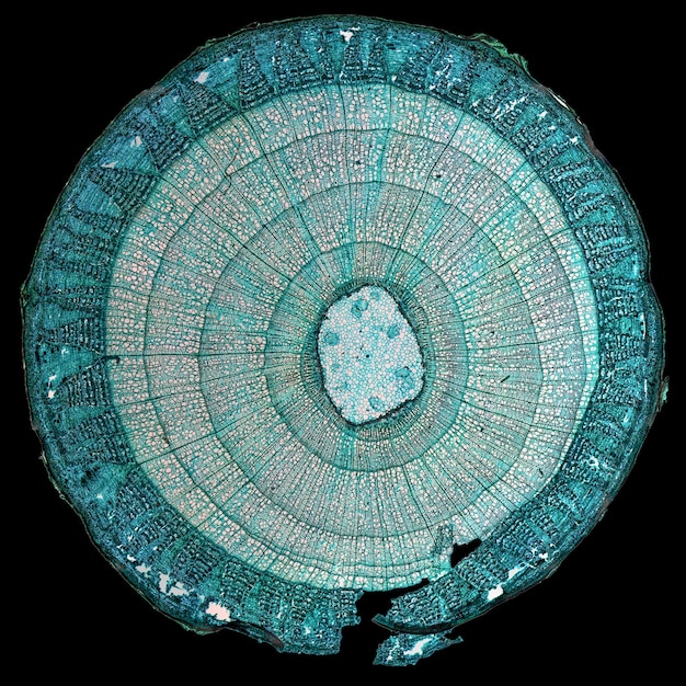 Микрофотография стебля липы