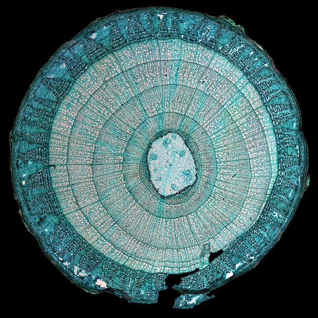 Photo tilia stem micrograph