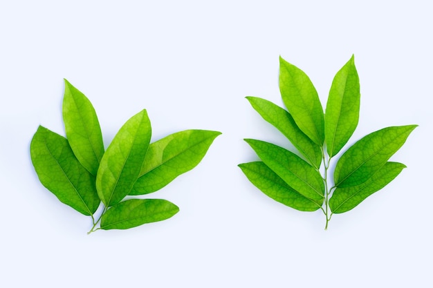 Photo tiliacora triandra green leaves on white surface.