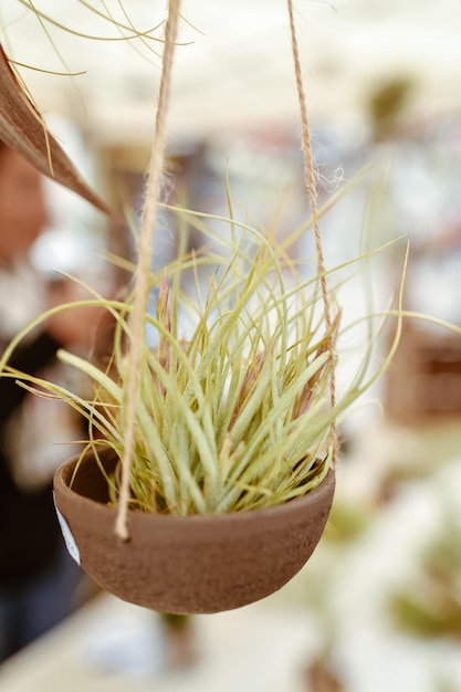 Tillandsia air plants hanging in a pot