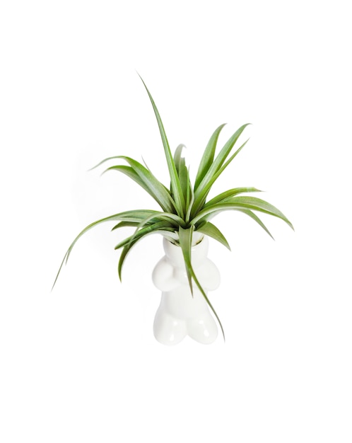 Tillandsia-capitata die op witte oppervlakte wordt geïsoleerd