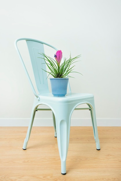 Tillandsia cyanea in blue pot on blue garden chair in white room