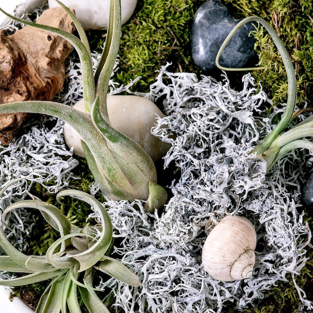 Tillandsia lucht en verschillende vetplanten in keramische potten