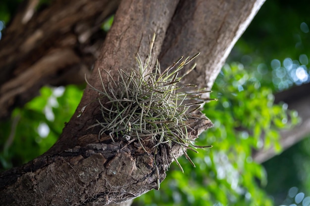 Tillandsia luchtplant ook wel luchtanjer genoemd