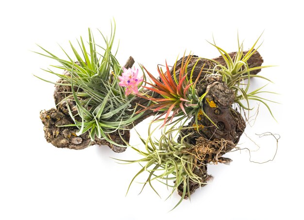 Tillandsia plant in front of white background