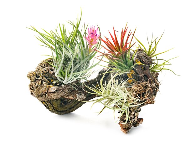 Tillandsia plant in front of white background