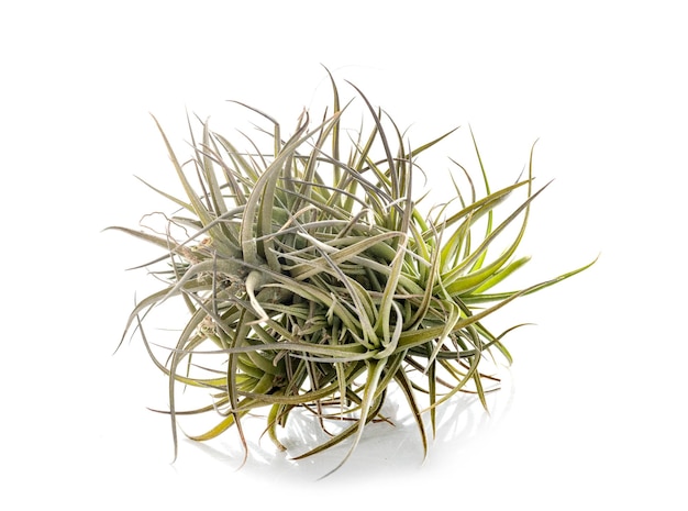 Tillandsia plant in front of white background