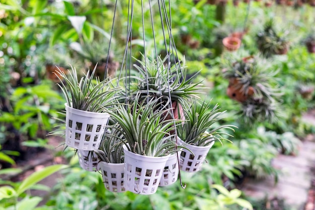 チランジア植物の保持