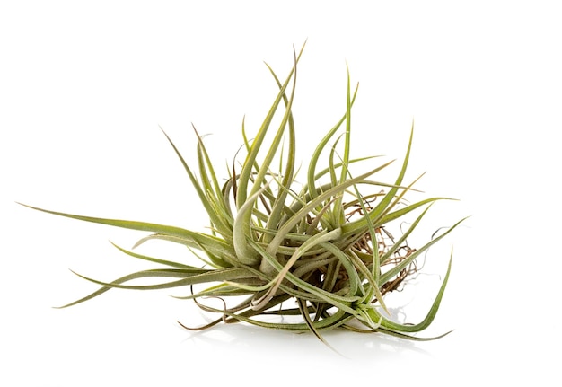 Tillandsia plant voor witte achtergrond