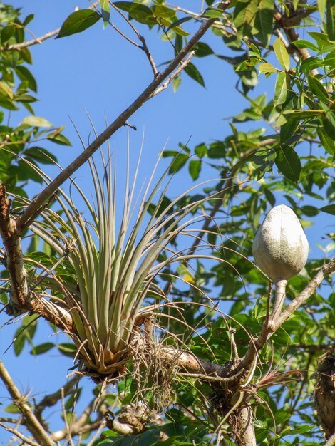 Photo tillandsia plant