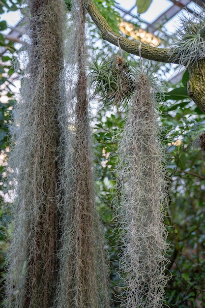 Foto tillandsia usneoides hangende epifytische spaanse mos en andere bromelia's op boomstam