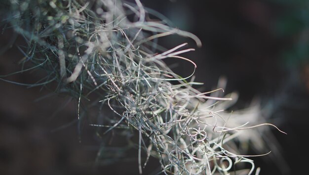 Tillandsia Usneoides kamerplantblad op een natuurlijke tuinachtergrond