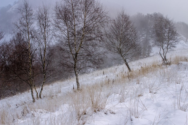 tilt image of bare trees on snow covered field