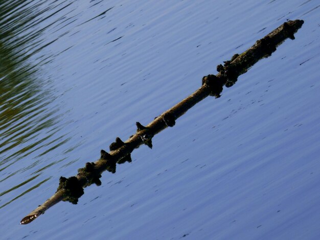 湖に浮かぶ木材の傾斜画像