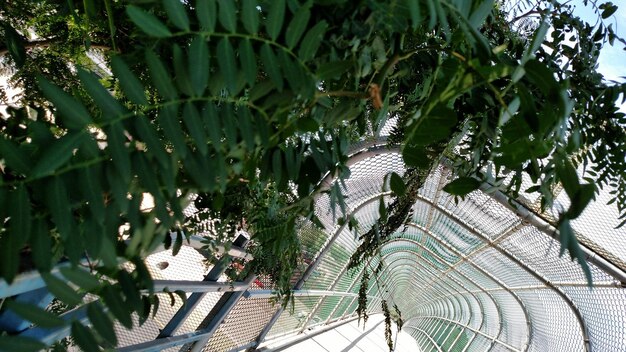 Foto immagine inclinata di piante su un ponte