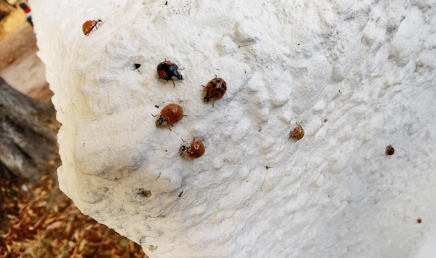 Foto tilt shot van ladybugs op witte rots