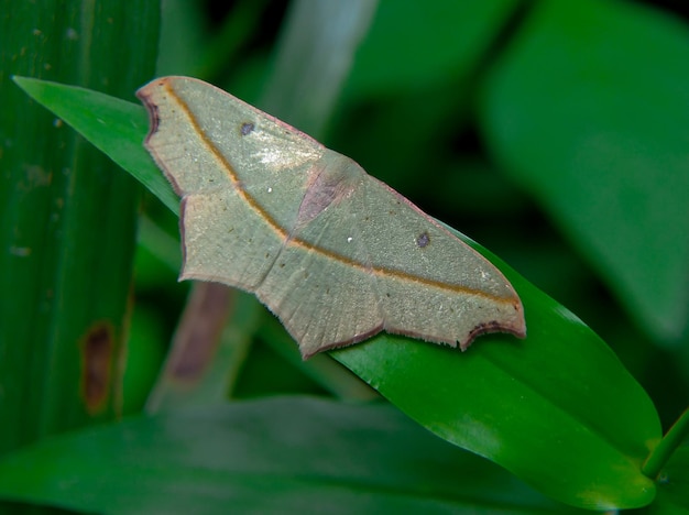 Timandra Comae insect on a green leaf