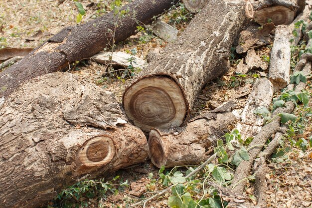 Timber cutting