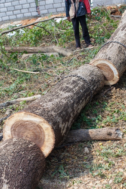 Timber cutting