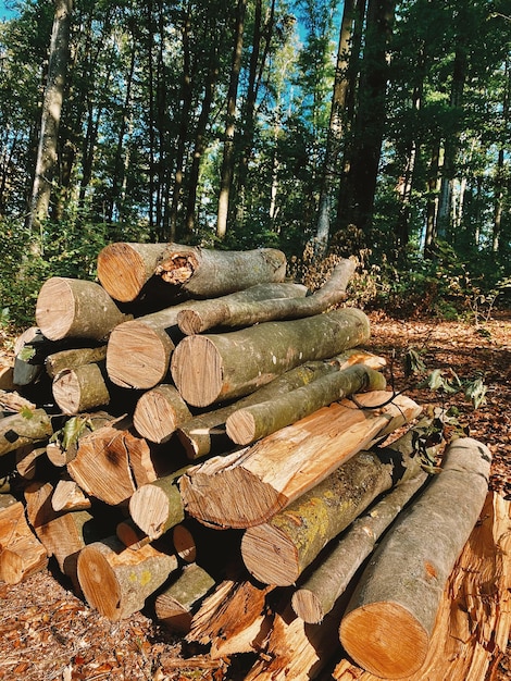 Photo timber harvesting in the forest landscape during golden hour