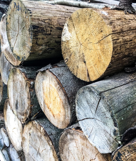 Timber logs view