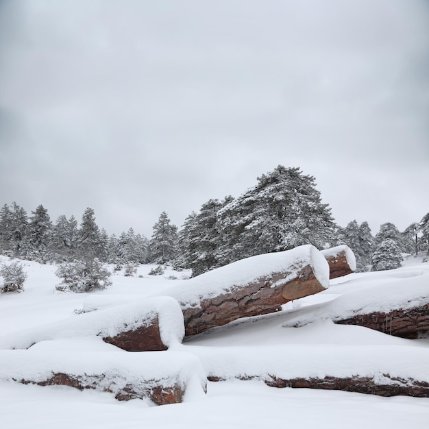 背景の森と雪の中で木材スタック