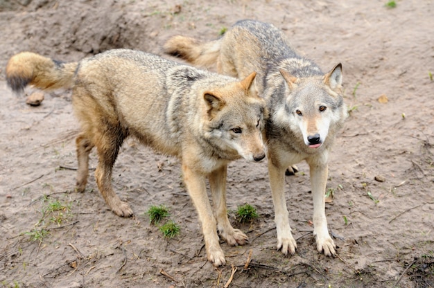 Timber Wolf (Canis lupus)