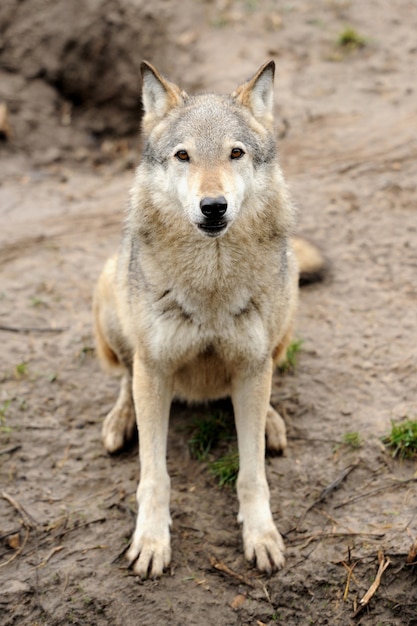 Timber Wolf (Canis lupus)