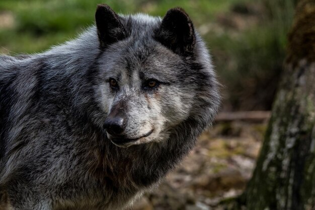 Foto lupo di legno