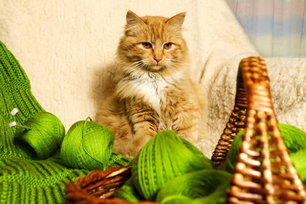 Time for cozy knitwear a serious red cat on a soft sofa among skeins of green yarn closeup