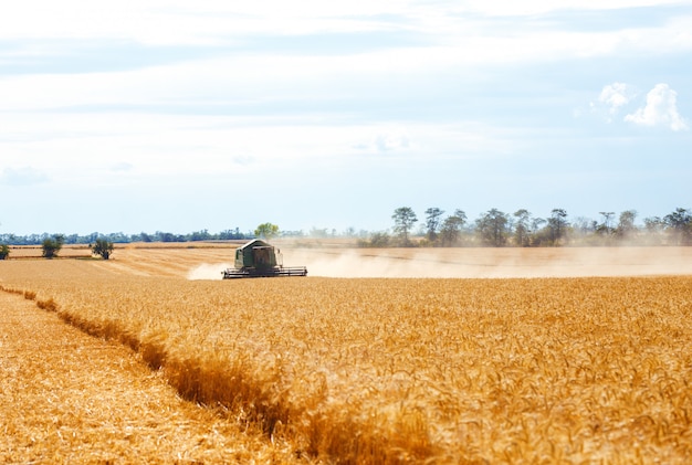 Time to harvest! Beautiful view of the work of the combine harvesting wheat. Harvester machine to harvest wheat field working. Combine harvester agriculture machine harvesting golden ripe wheat field.