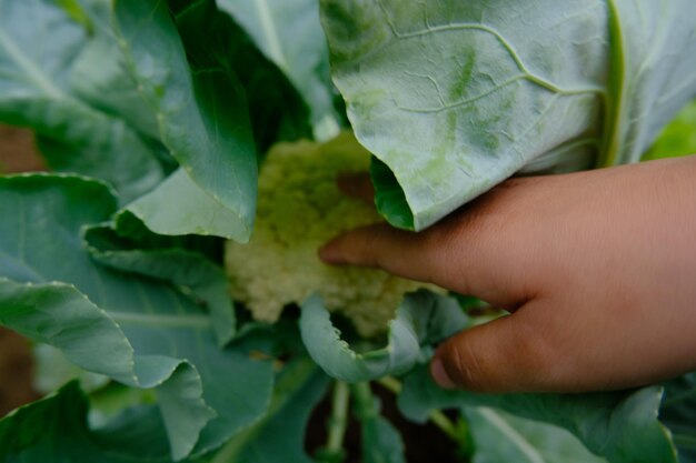 Photo the time to harvest cauliflower which is ready to be sold