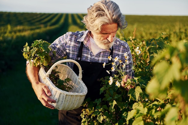 Time to harvest Senior stylish man with grey hair and beard on the agricultural field