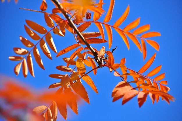 Time of leaf fall bright leaves on branches