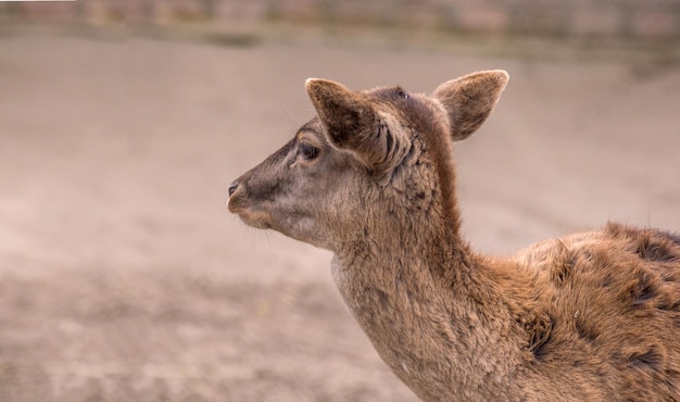 Timid artiodactic animal young roe deer portrait