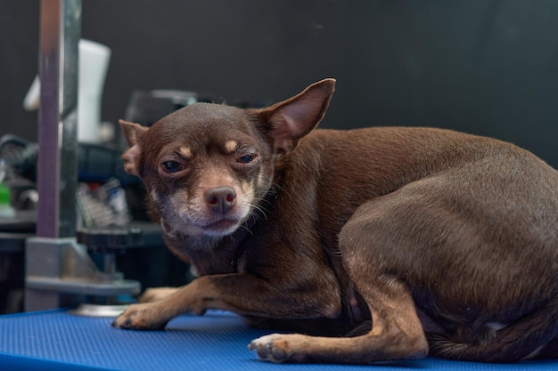 Робкая собака чихуахуа на столе для груминга