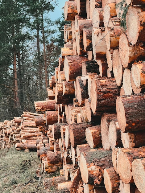 Timmerhout opgeslagen in gestapelde stapels in het bos Close-up van gesorteerde houten stammen