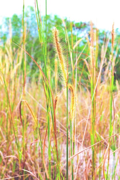 Timothy grass in field