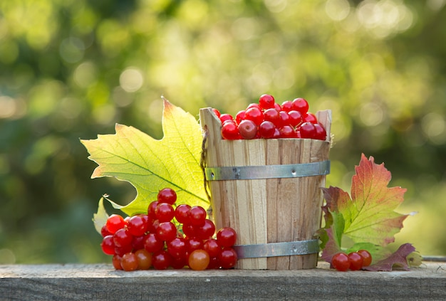 Tin bucket full of ripe guelder rose (viburnum) berries on garden