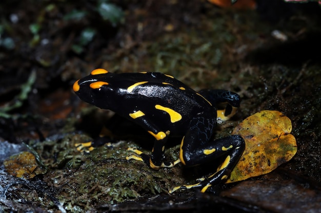 Tinctorous alanis dart frog looking for prey Tinctorous alanis dart frog closeup