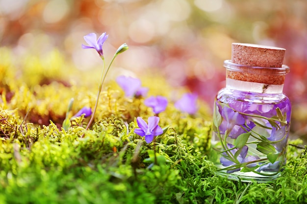 Tincture of forest grasses and flowers in a glass bottle in moss and flowers