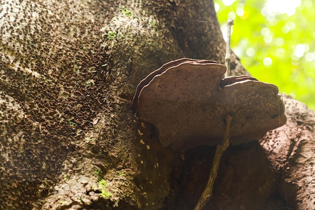 Photo tinder fungus fomes fomentarius grows clinging to the bark of large trees