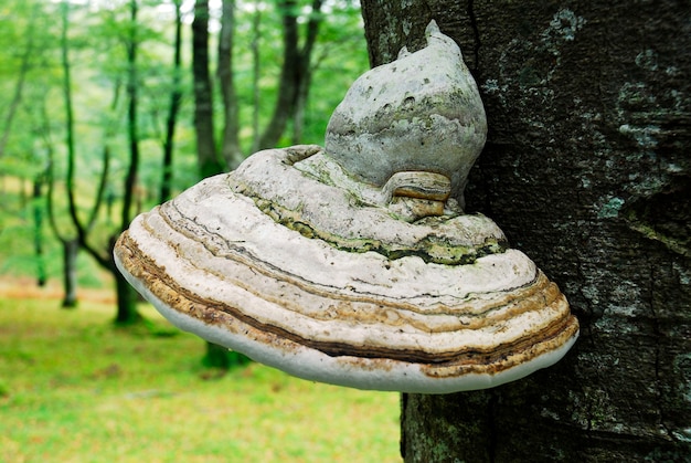 The tinder fungus (Fomes fomentius) on a tree trunk