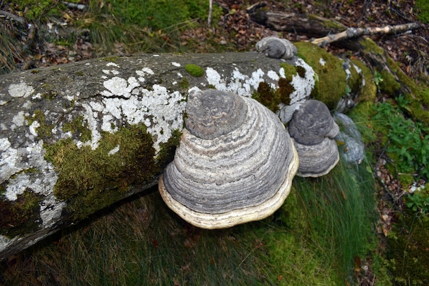 Il fungo dell'esca fomes fomentius su un tronco d'albero